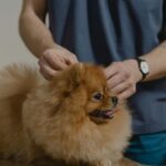 Understanding Emergency Veterinary Services And How To Respond Effectively